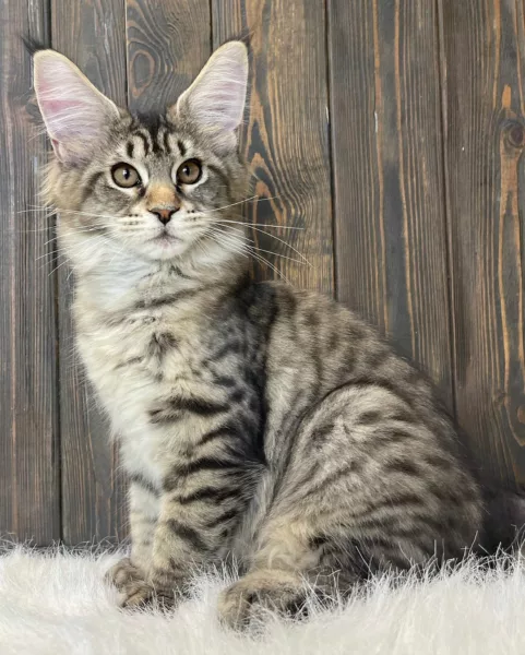 Where to Buy Maine Coon Kittens