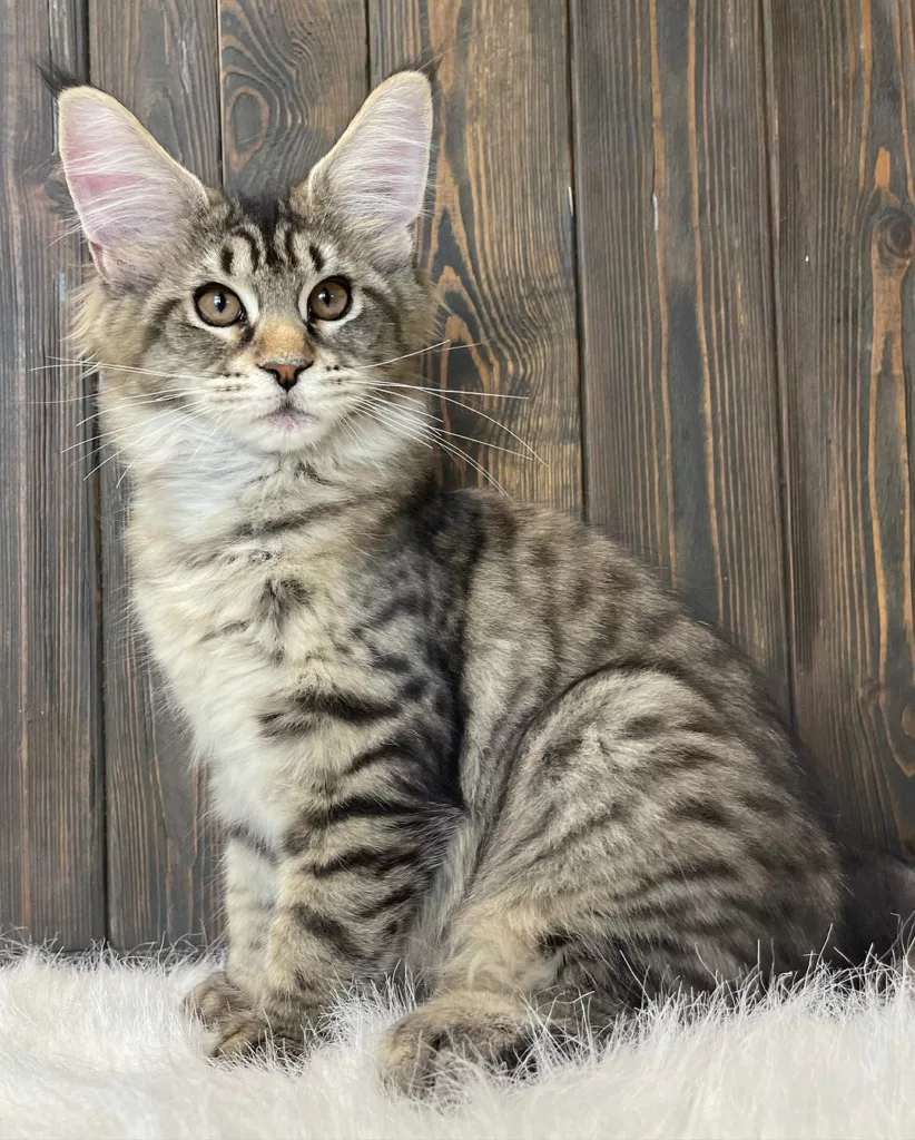 maine coon kitten for sale