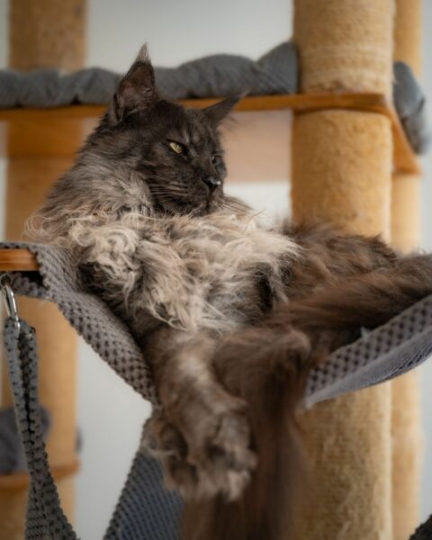 giant maine coon cats for sale