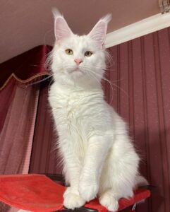 Affordable Maine Coon Kittens For Sale: Available Kittens 2024 - Furry