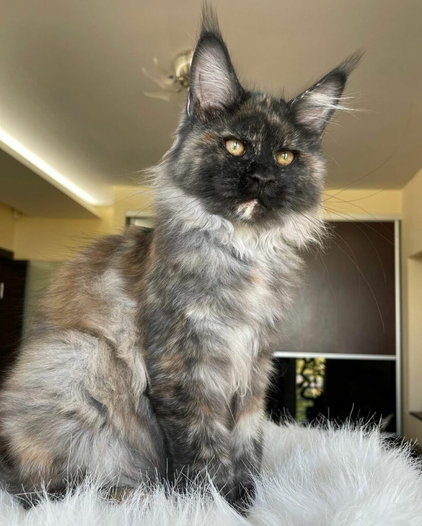 Affordable Maine Coon Kittens For Sale: Available Kittens 2024 - Furry ...