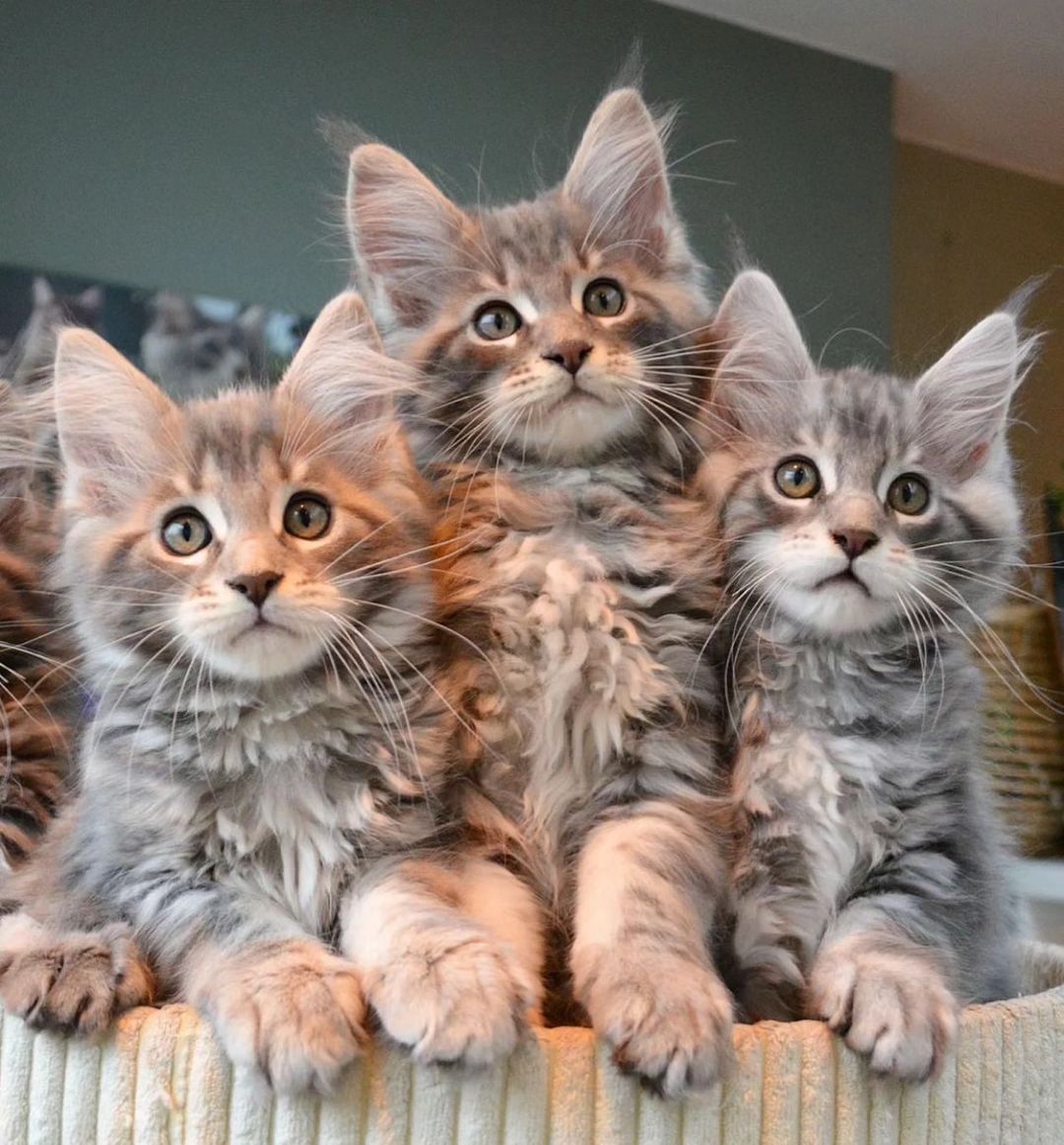 Read more about the article Discover Adorable Maine Coon Kittens for Sale Near You 2024