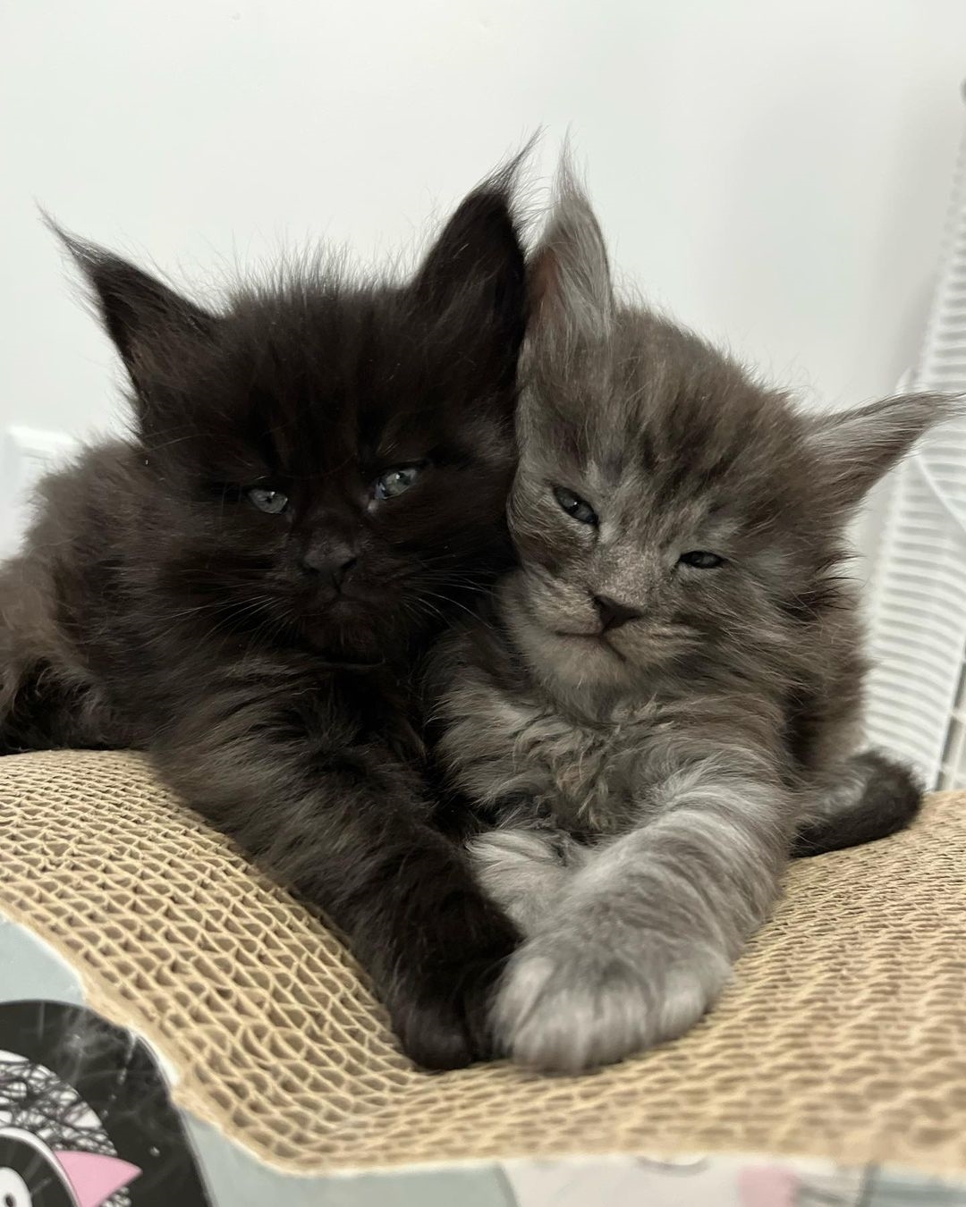 Affordable Maine Coon Kittens For Sale: Available Kittens 2024 - Furry ...