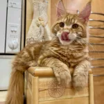 Orange Maine Coon Kittens for Sale