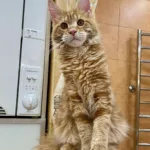 Odin maine coon cat for sale