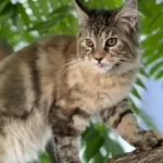 Nebula maine coon cats for sale
