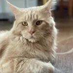 Frigga maine coon cat for sale