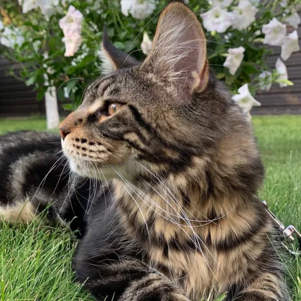 Octavia maine coon cats for sale