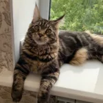 Octavia maine coon cats for sale