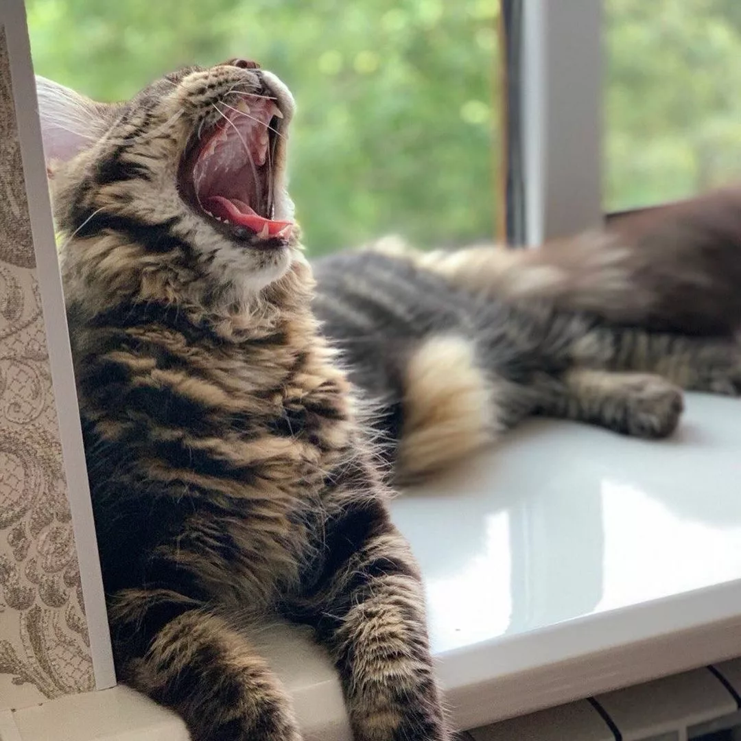 Can A Maine Coon Be Left Alone? Furry Dynasty Coons