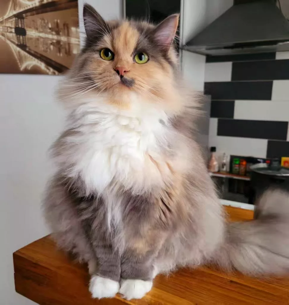 Calico Maine Coon Kittens for Sale