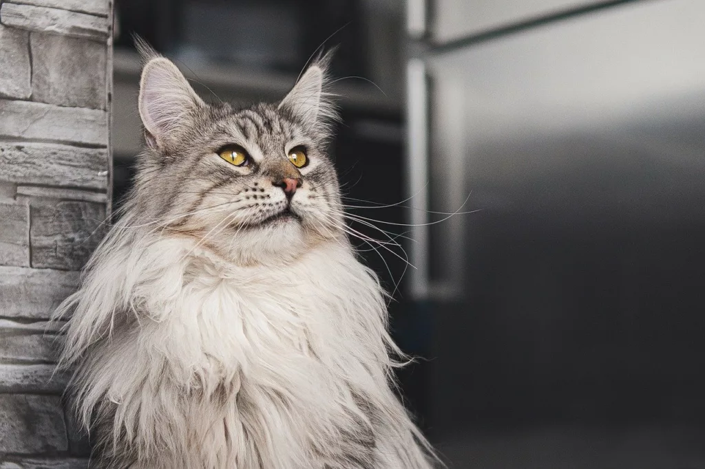 Discover the Perfect Maine Coon Cats for Sale Near You