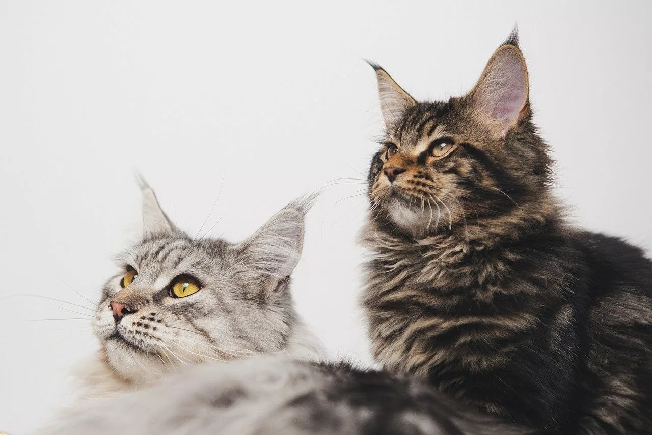  Silver Maine Coon Kittens for Sale