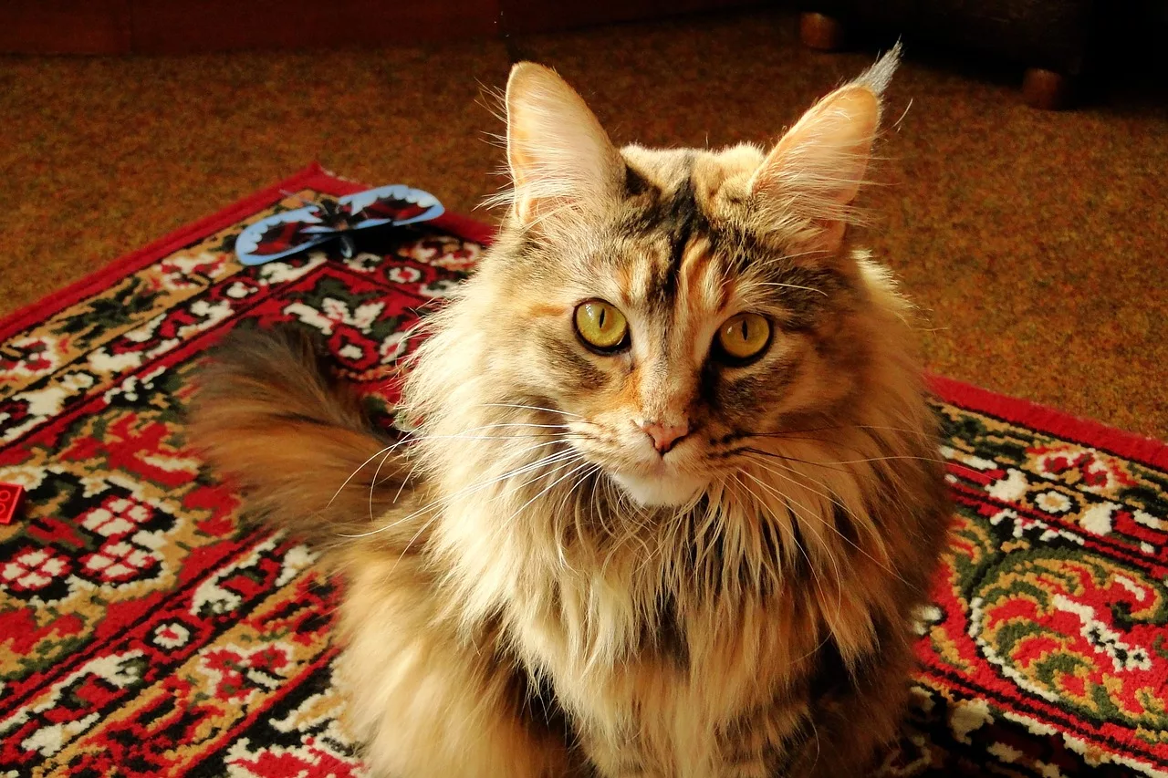 Are Maine Coon Cats Hypoallergenic?