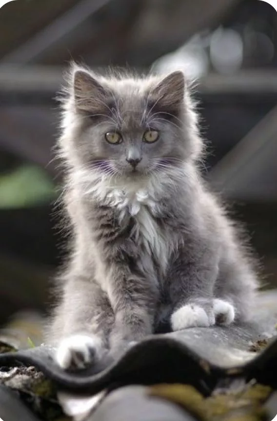 Blue Maine Coon Kittens for Sale