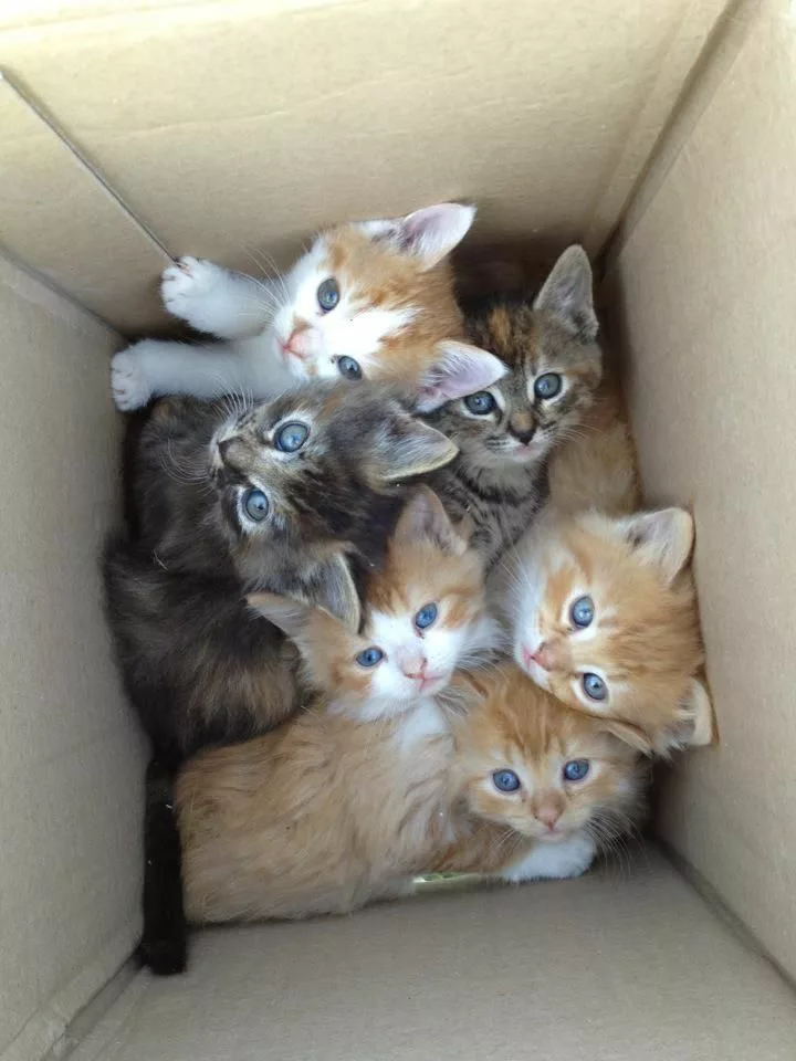 Maine Coon Kittens for Sale in Texas