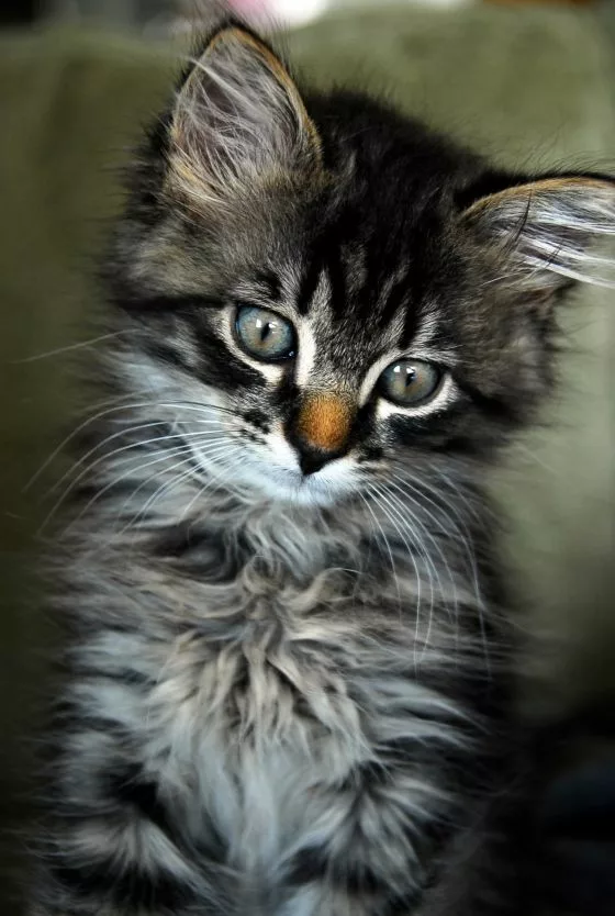 Read more about the article Beautiful Maine Coon Kittens for Sale in Ohio 2024