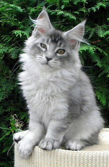 Read more about the article Discover the Perfect Silver Tabby Maine Coon Kittens for Sale