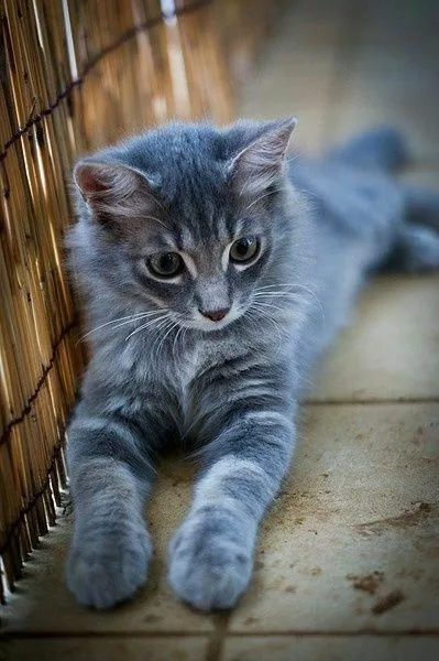 Read more about the article Discover the Enchanting Blue Maine Coon Kittens for Sale 2024