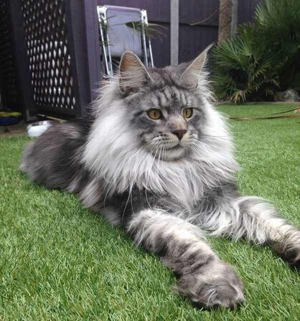 Read more about the article Exquisite Maine Coon Kittens for Sale in Florida