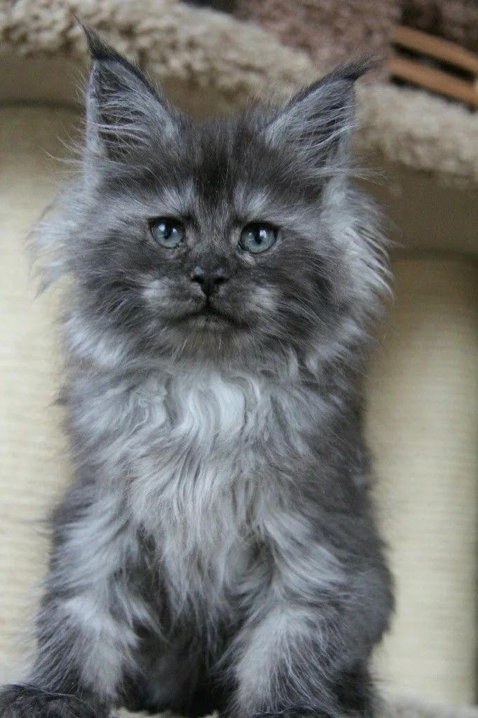 Blue Smoke Maine Coon Kittens for Sale