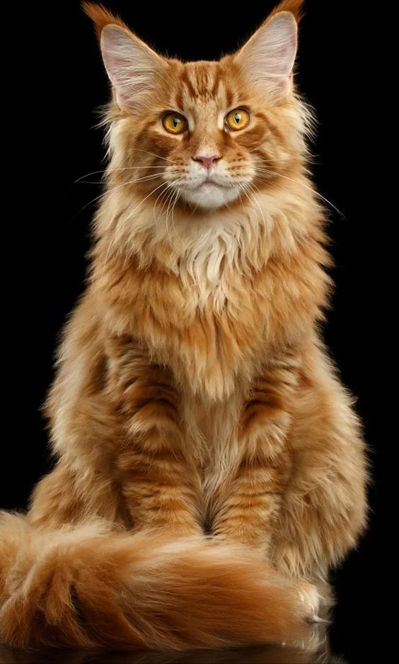 Read more about the article Tabby Maine Coon Kittens: A Guide to Their Irresistible Appeal