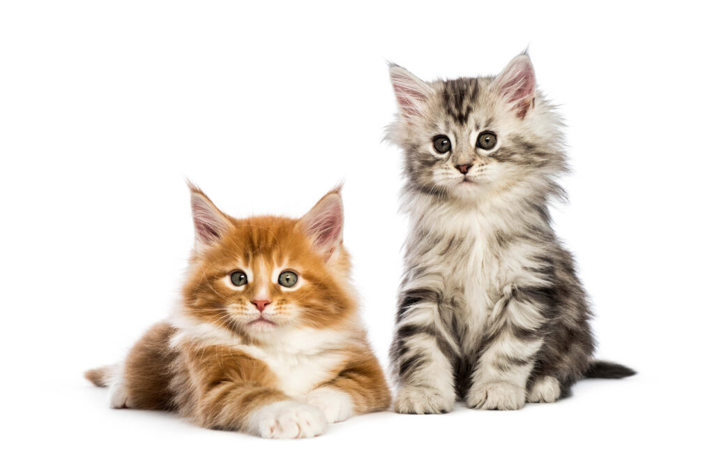 maine coon kittens for sale