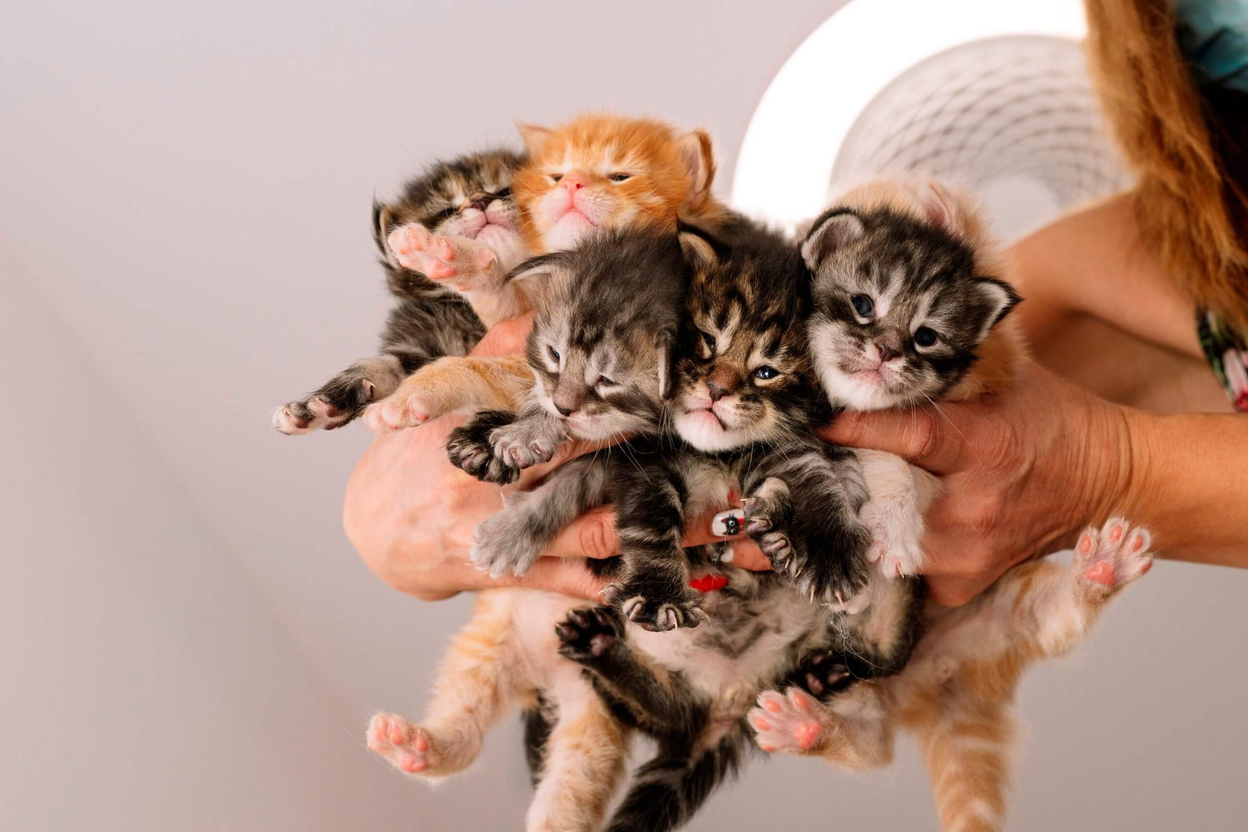 a person holding a pile of maine coon kittens