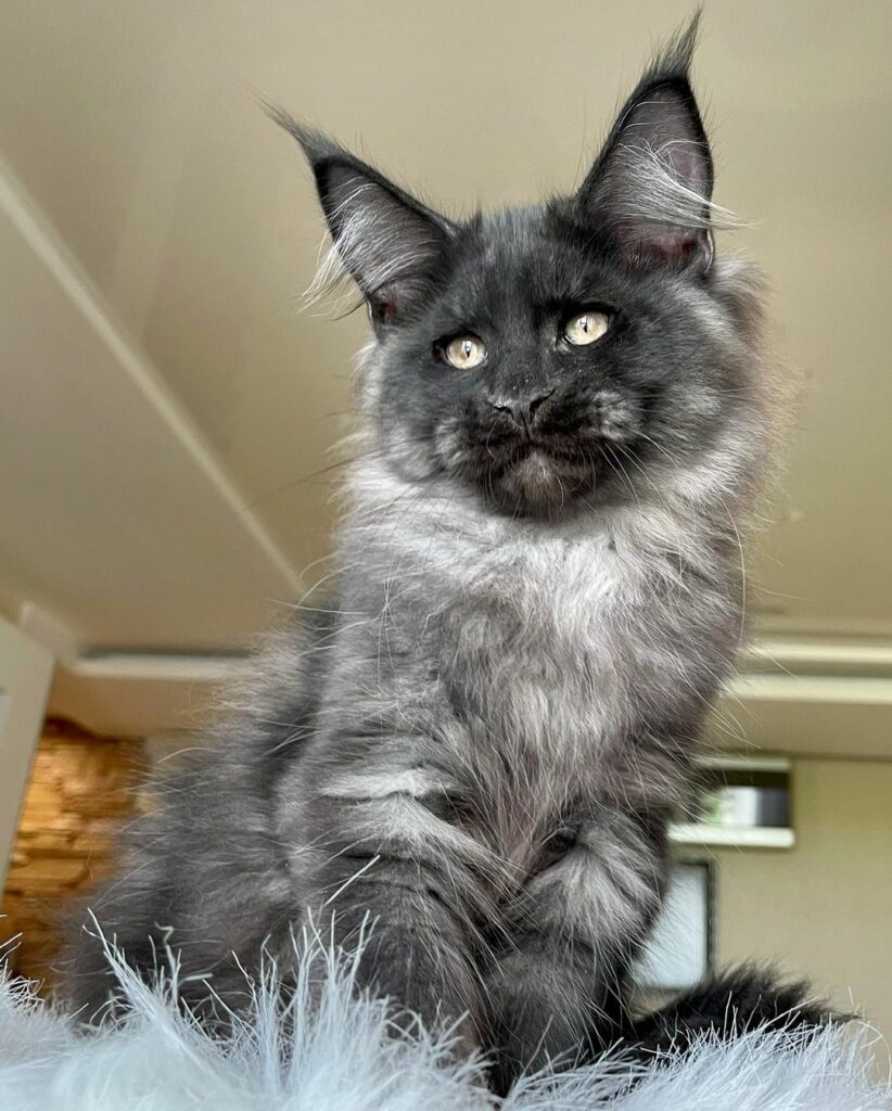 Smoky - maine coon kitten for sale