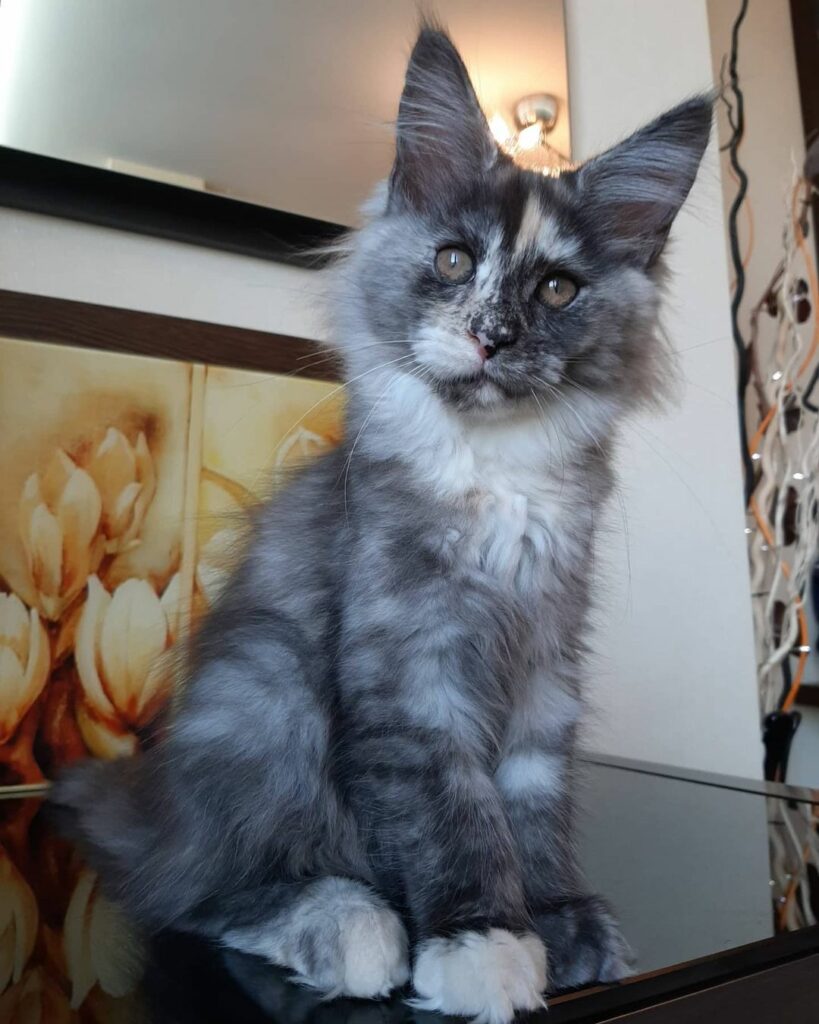 Blue - Maine coon kitten for sale