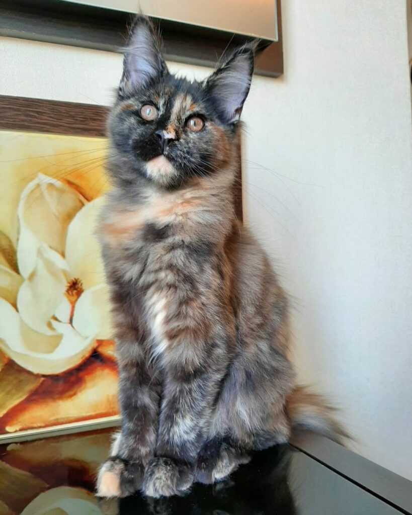 Smoky - maine coon kitten for sale