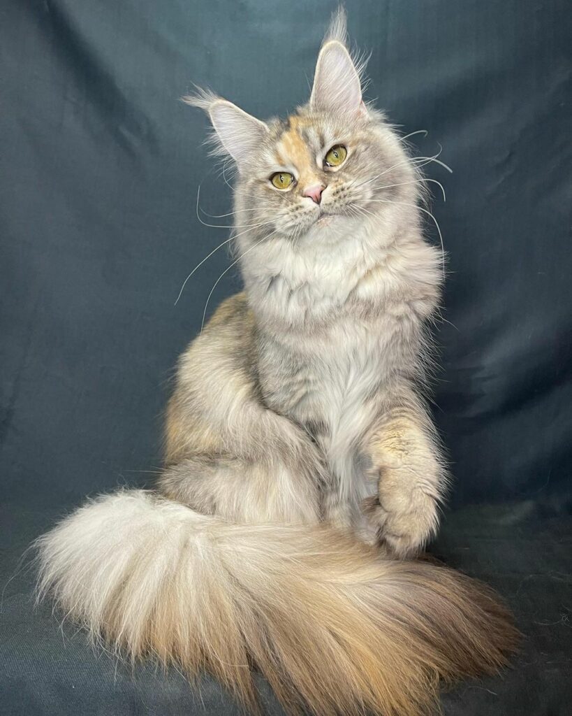 Elly - maine coon kittens for sale