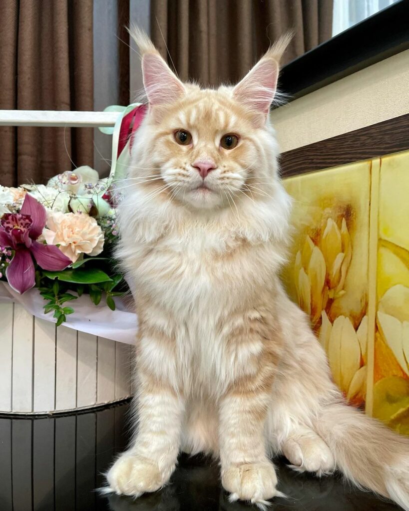 Ginger - maine coon kitten for sale