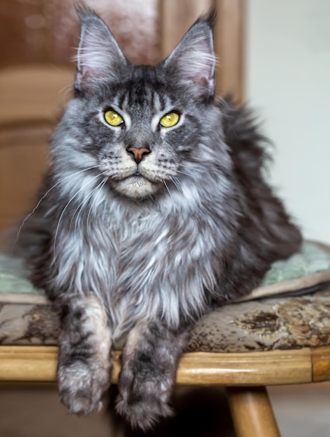 Read more about the article Perfect Addition to Your Family – Silver Maine Coon Kittens for Sale